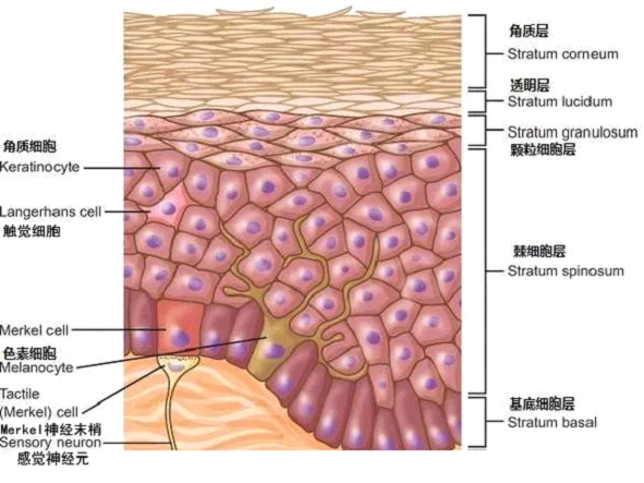 孚美达乳膏是如何淡化皮肤色素的？